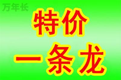 广东省湛江市徐闻县徐城街道附近陵园